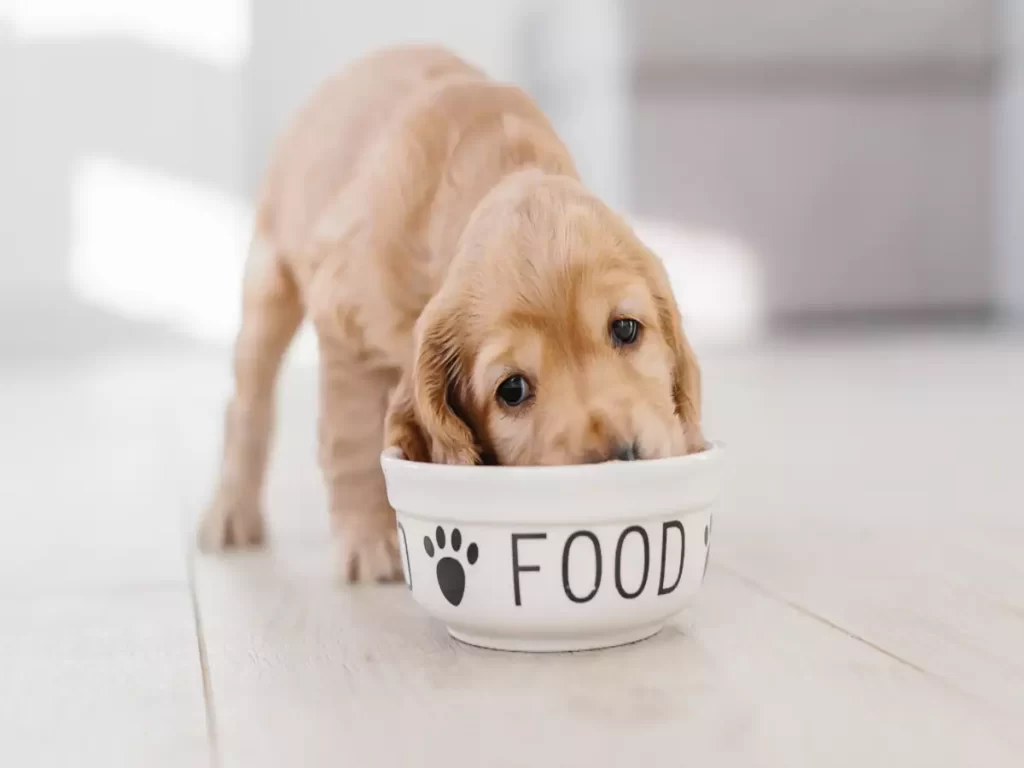 good puppy food
