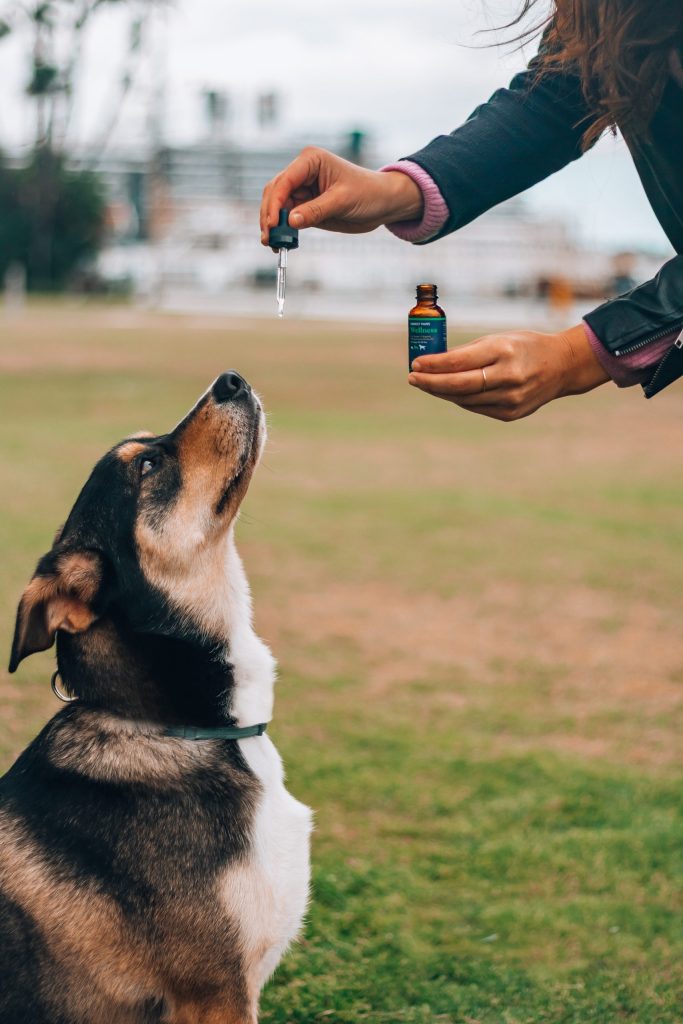 dog cbd 