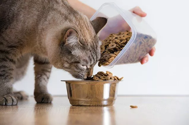 cat food for sensitive stomachs
